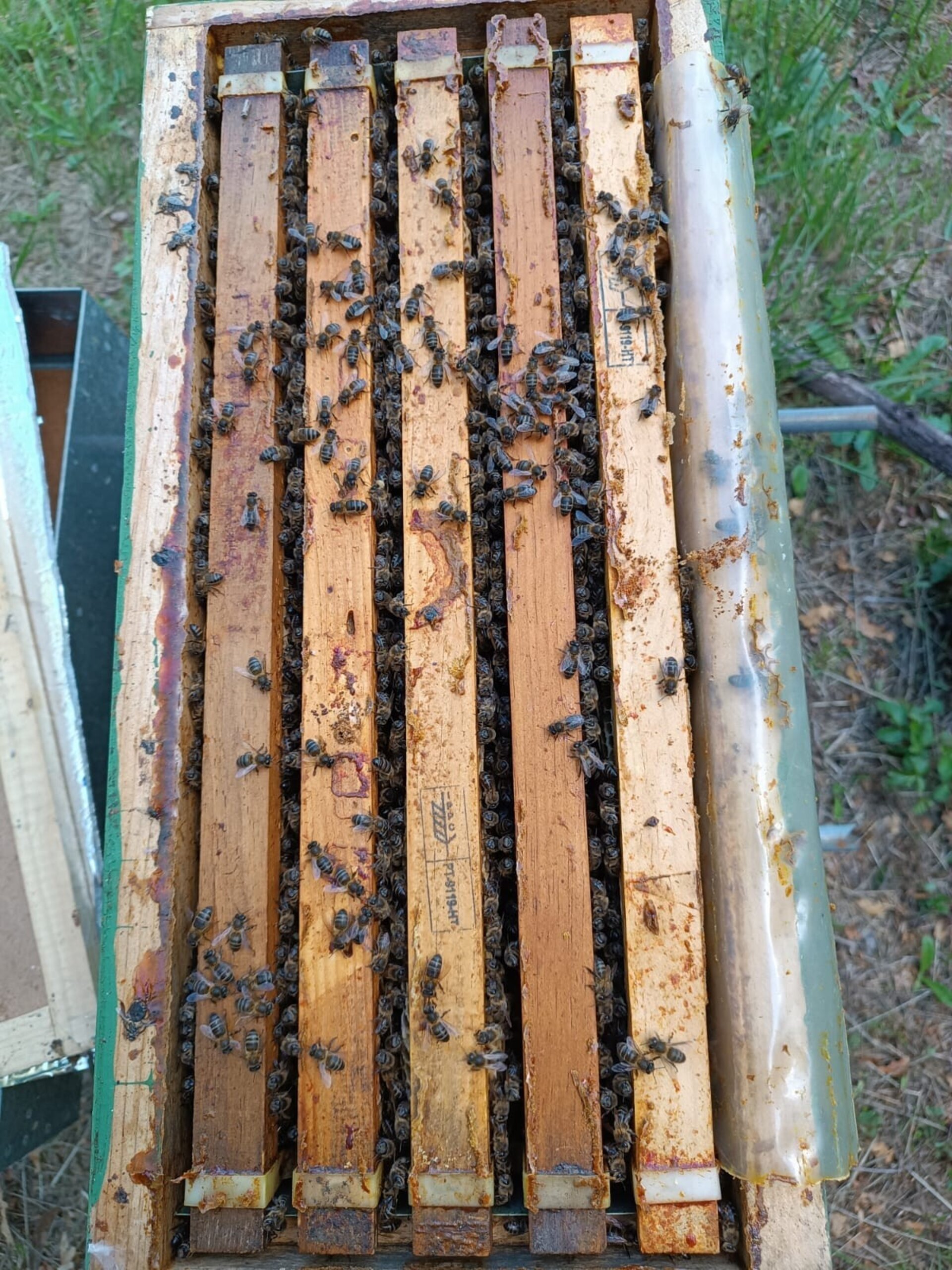 Núcleos de Abejas con Reina Fecundada Colonias Jóvenes - 6