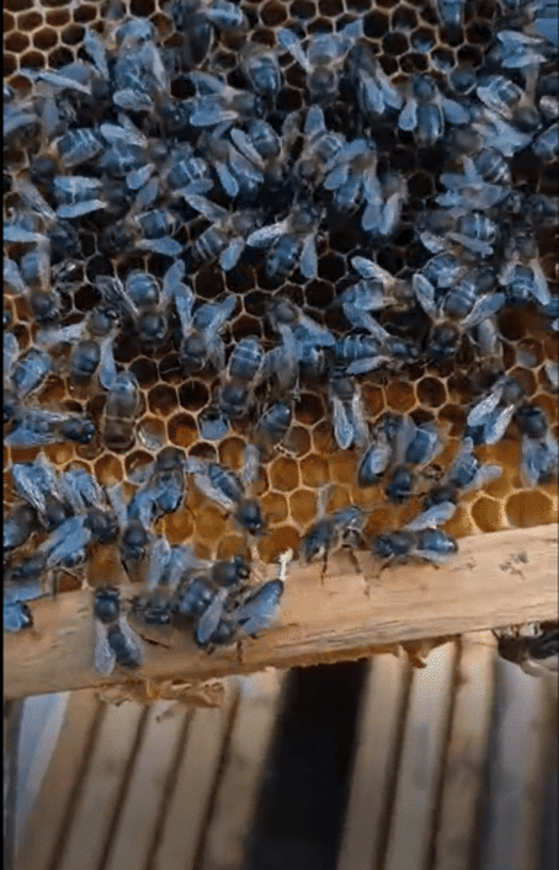 Abejas Reina Fecundadas de Alta Calidad Selección Apícola - 3