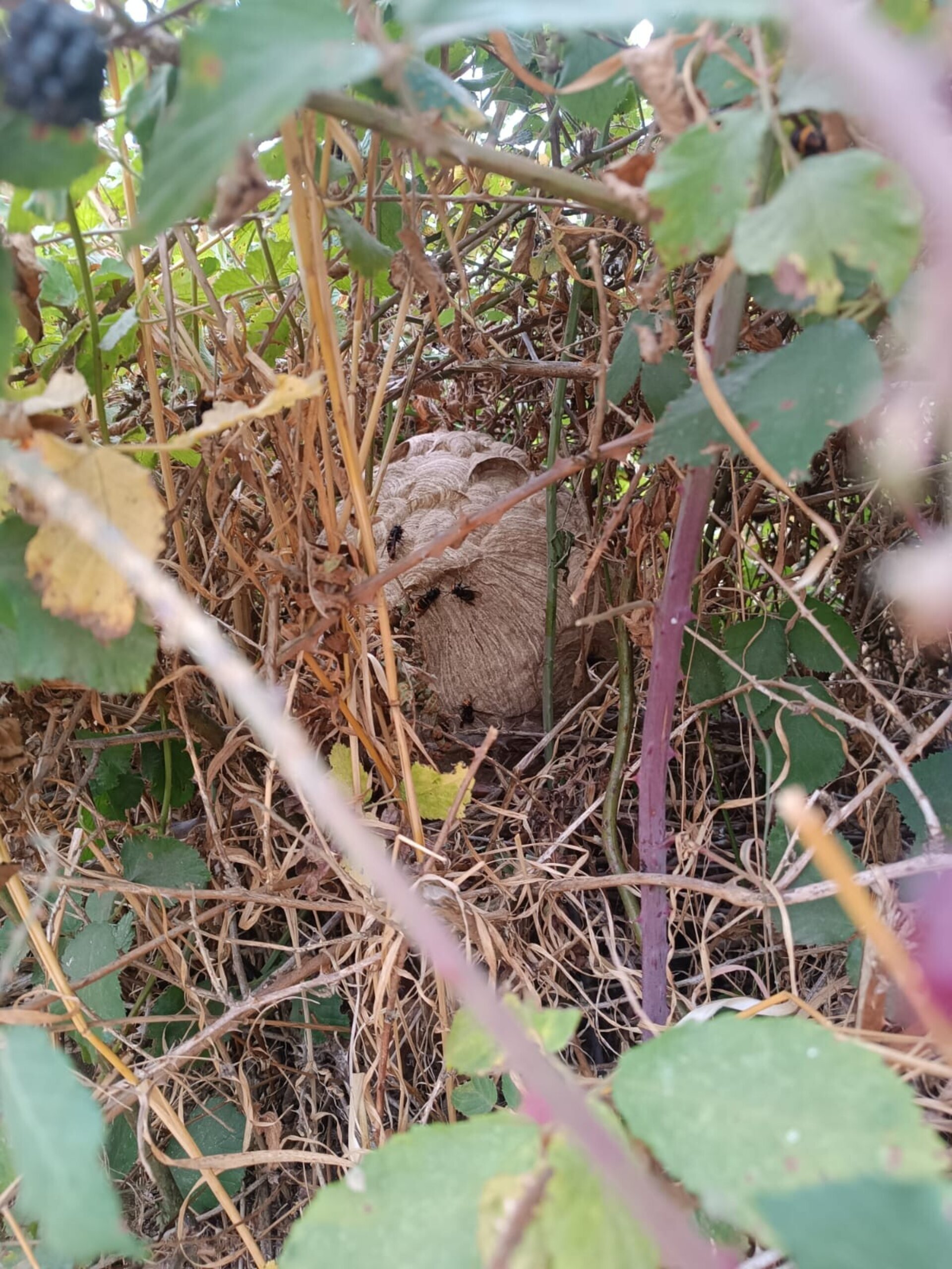 Retirada de Nidos de Avispa Velutina Servicio Profesional (Precio A Consultar) - 3