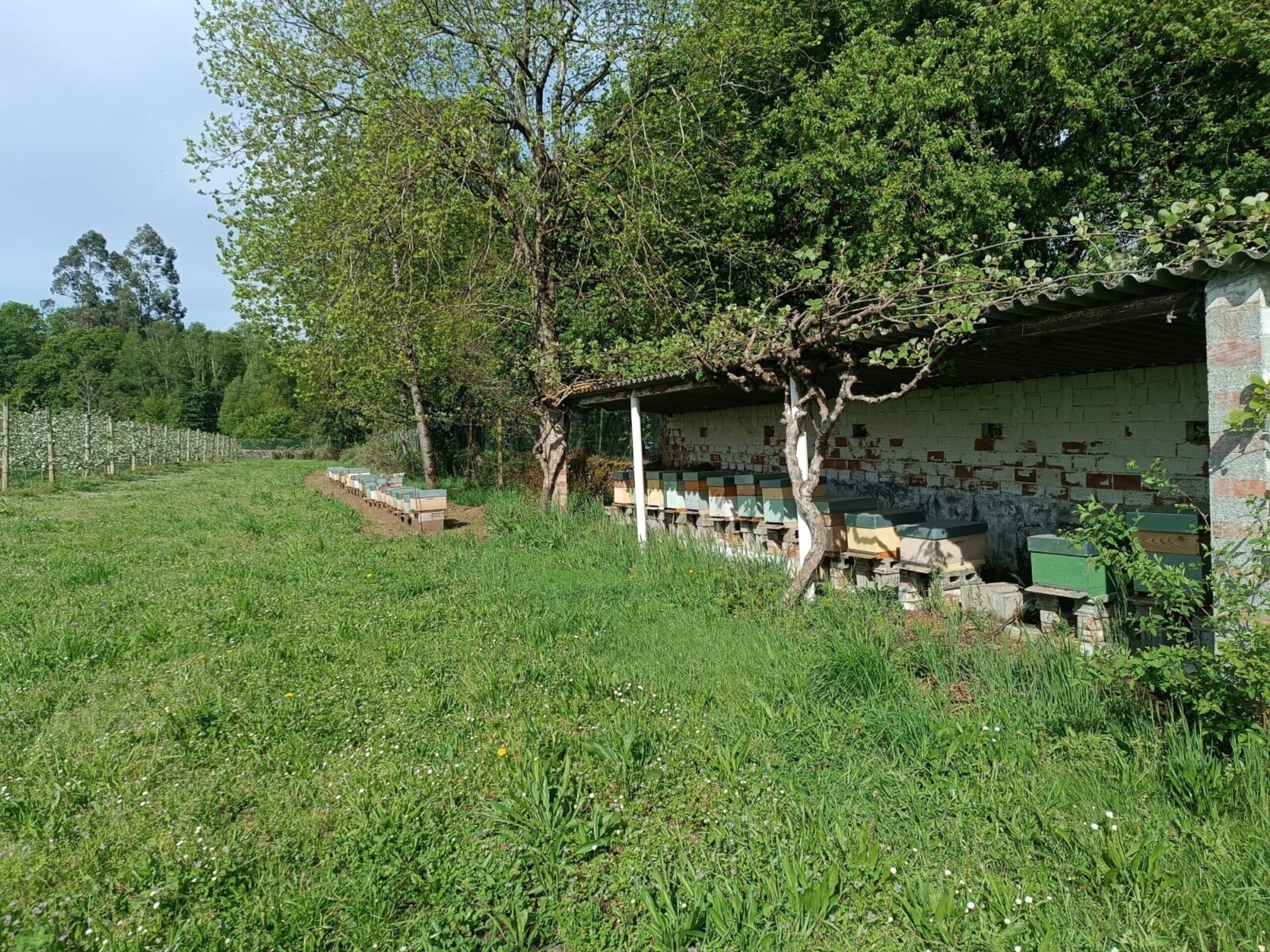 Servicios de Polinización con Abejas para Cultivos (Precio A Consultar) - 5