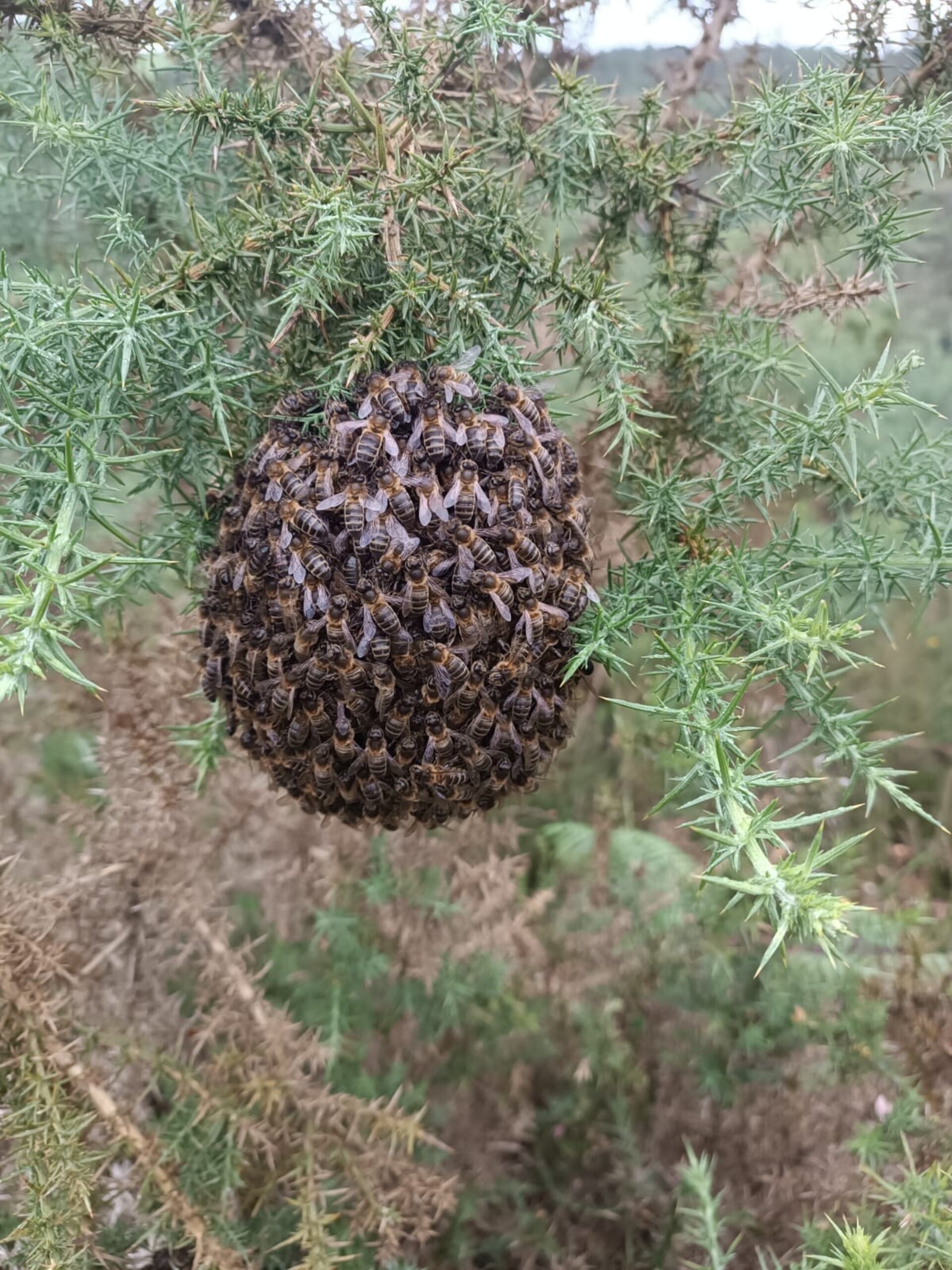 Enjambres de Abejas Productivos con Reina Fecundada - 5
