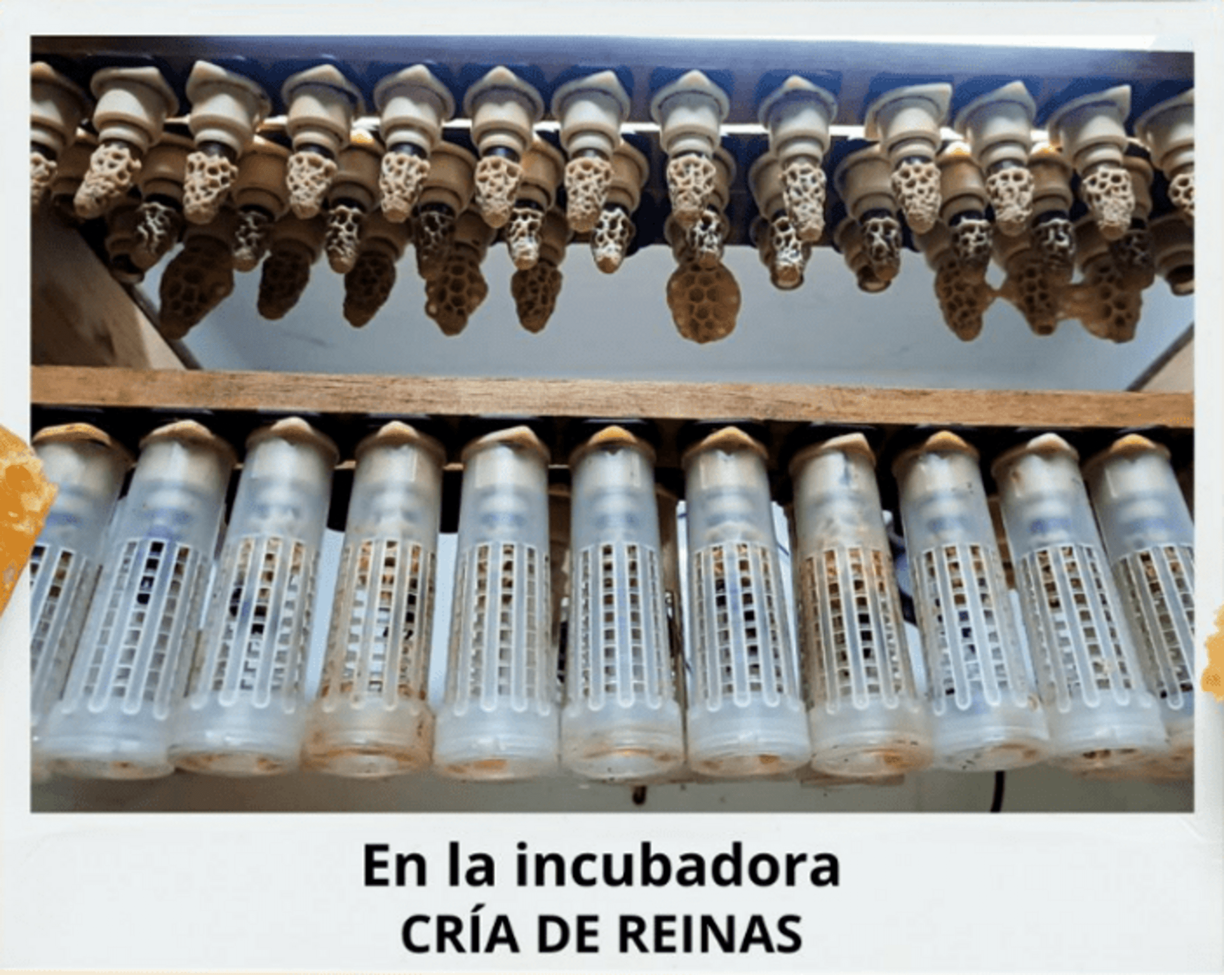 Abejas Reina Virgen de Alta Calidad Selección Apícola - 8