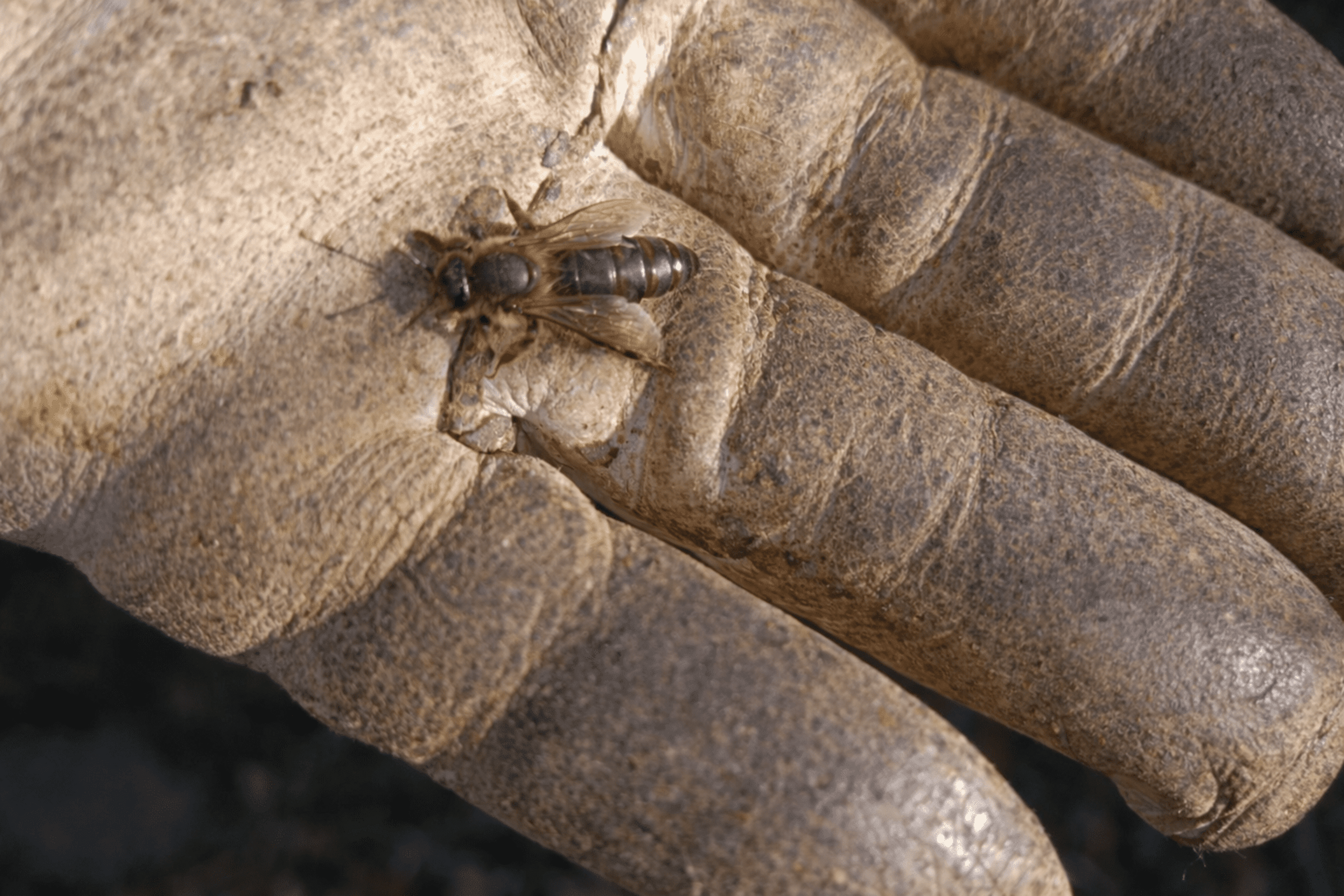 Abejas Reina Fecundadas de Alta Calidad Selección Apícola - 4