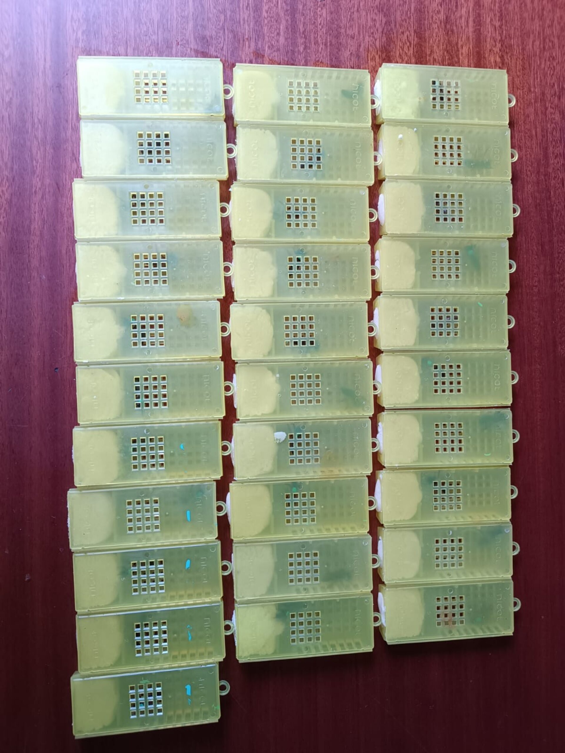 Abejas Reina Virgen de Alta Calidad Selección Apícola - 3