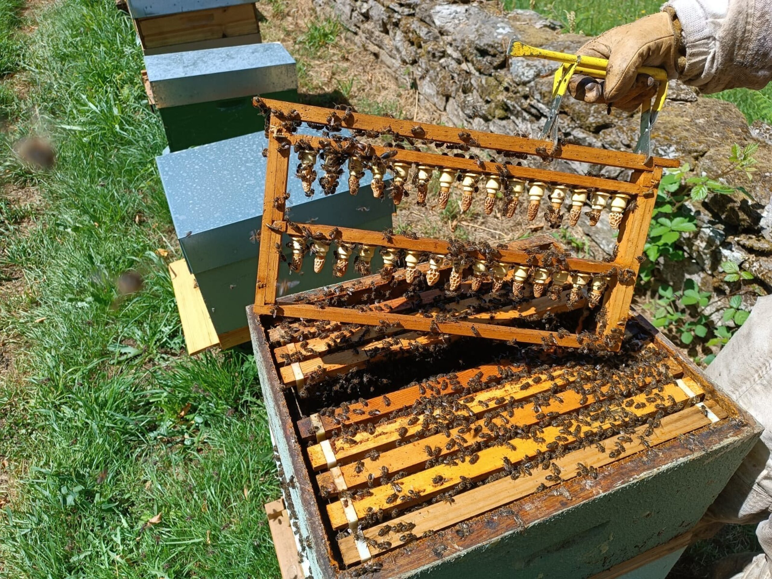 Celdas Reales de Abeja Seleccionadas Cría de Reinas (Precio A Consultar). - 4