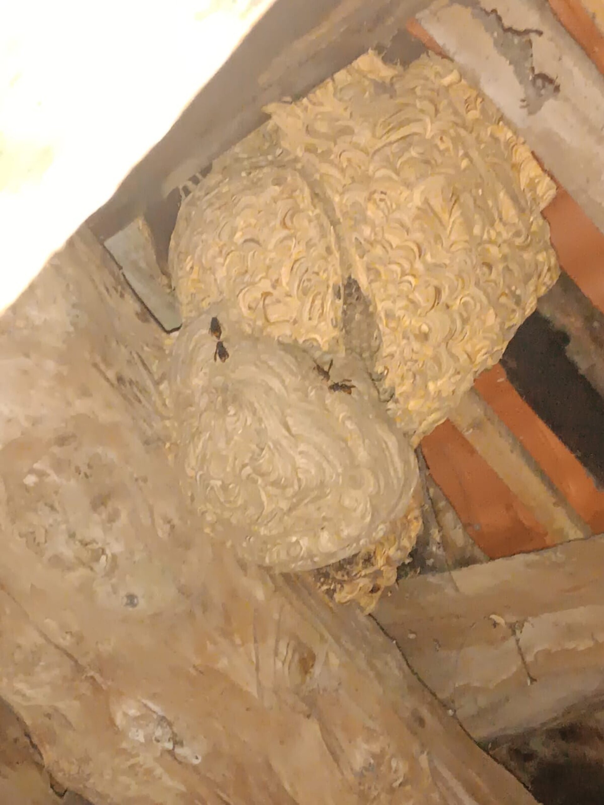 Retirada de Nidos de Avispa Velutina Servicio Profesional (Precio A Consultar) - 4