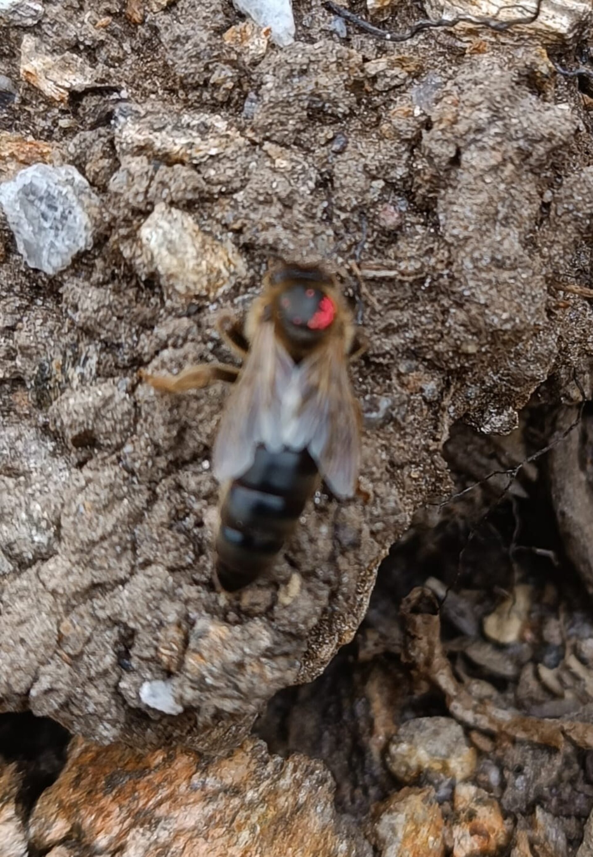 Abejas Reina Virgen de Alta Calidad Selección Apícola - 5
