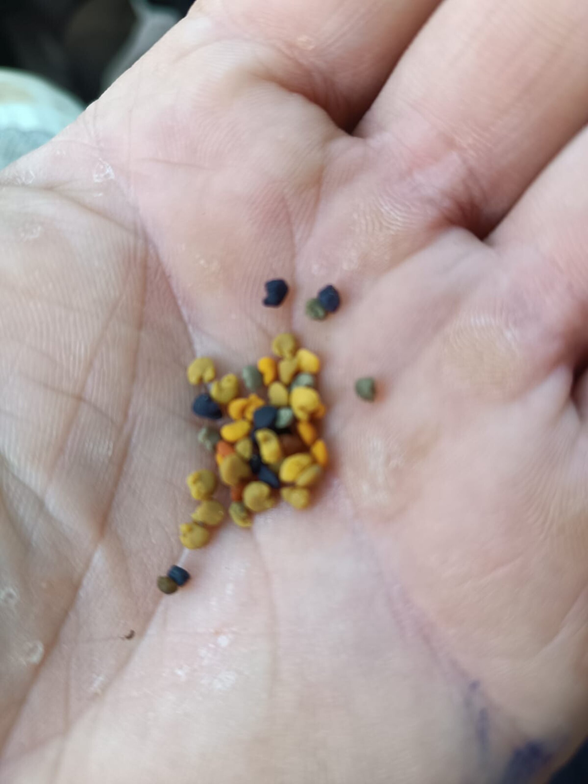 Mel de Liñares Polen Natural de Abeja - de castaño - 7