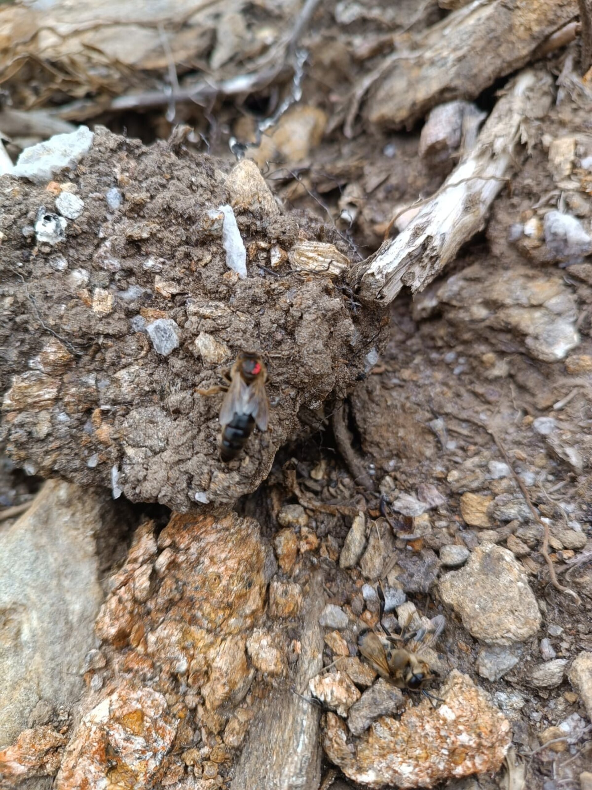 Abejas Reina Virgen de Alta Calidad Selección Apícola - 6