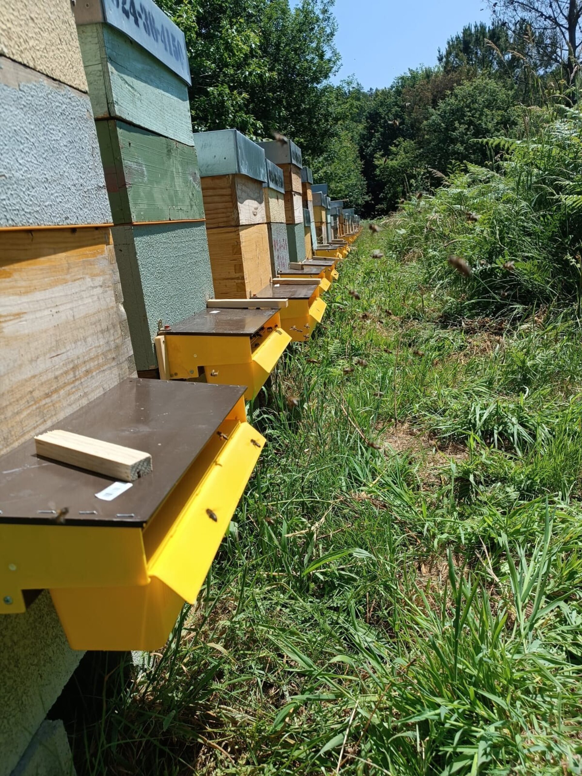 Mel de Liñares Polen Natural de Abeja - de castaño - 8