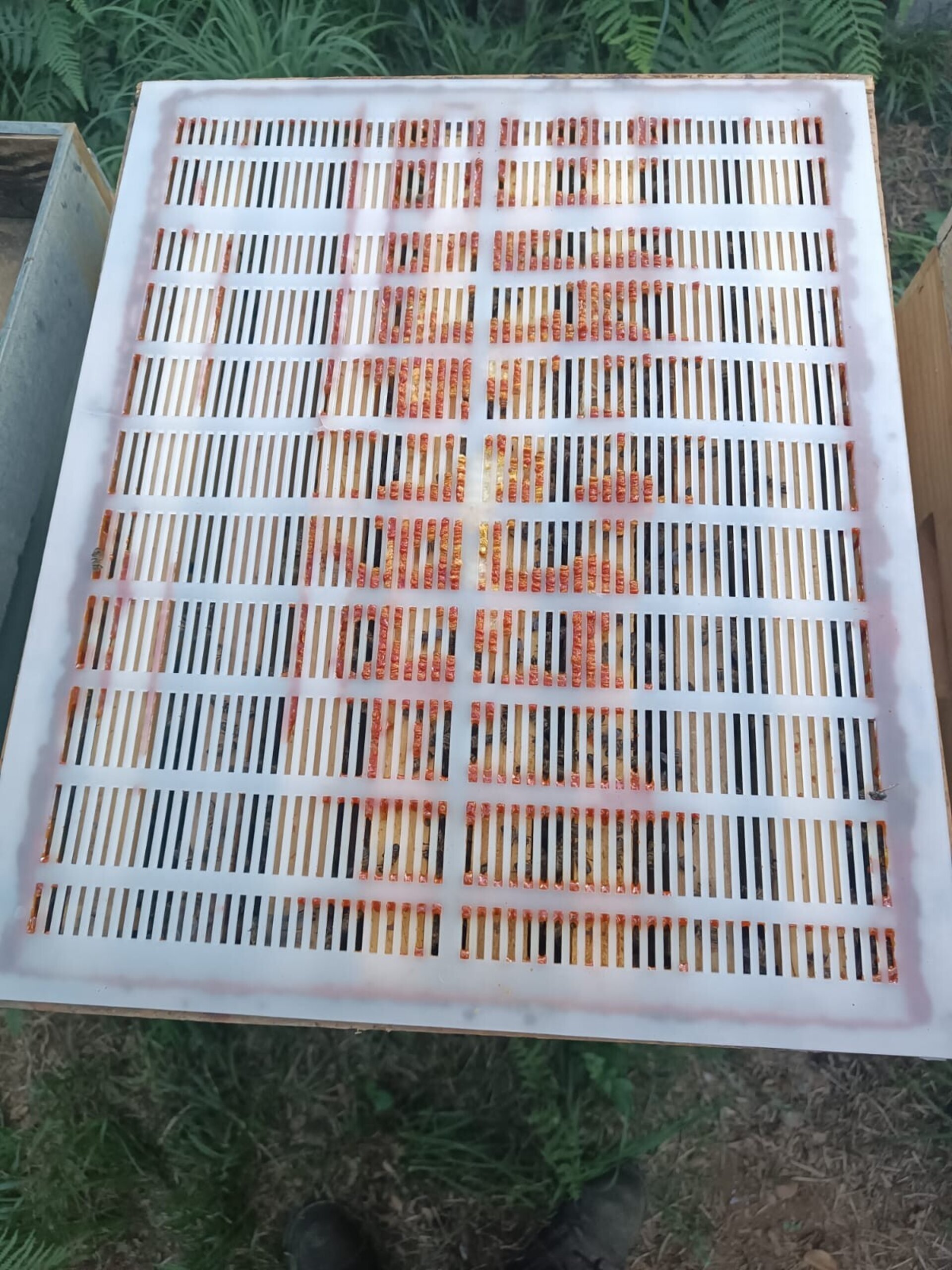 Propóleo Natural de Abeja Puro - 4