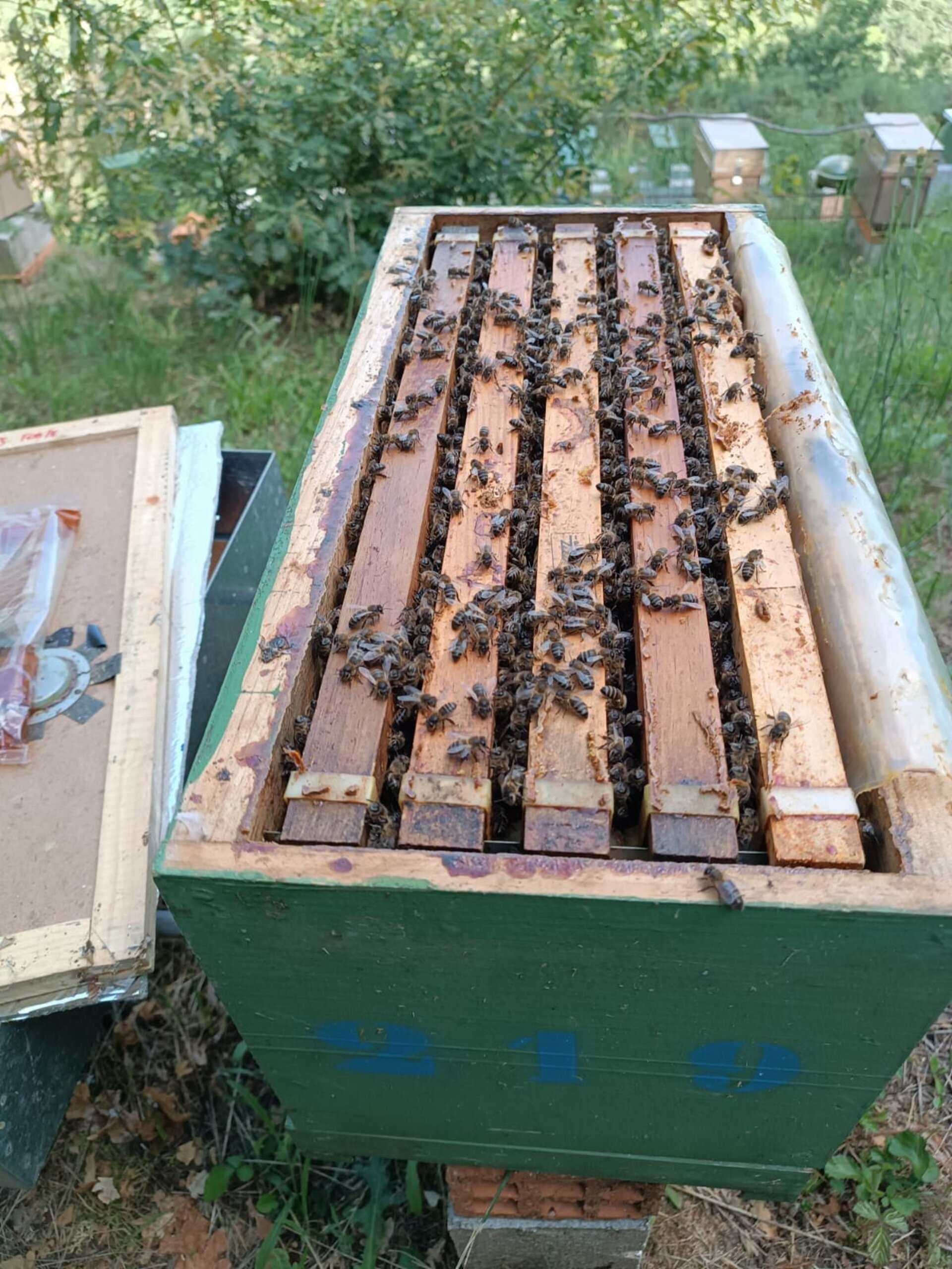 Núcleos de Abejas con Reina Fecundada Colonias Jóvenes - 3