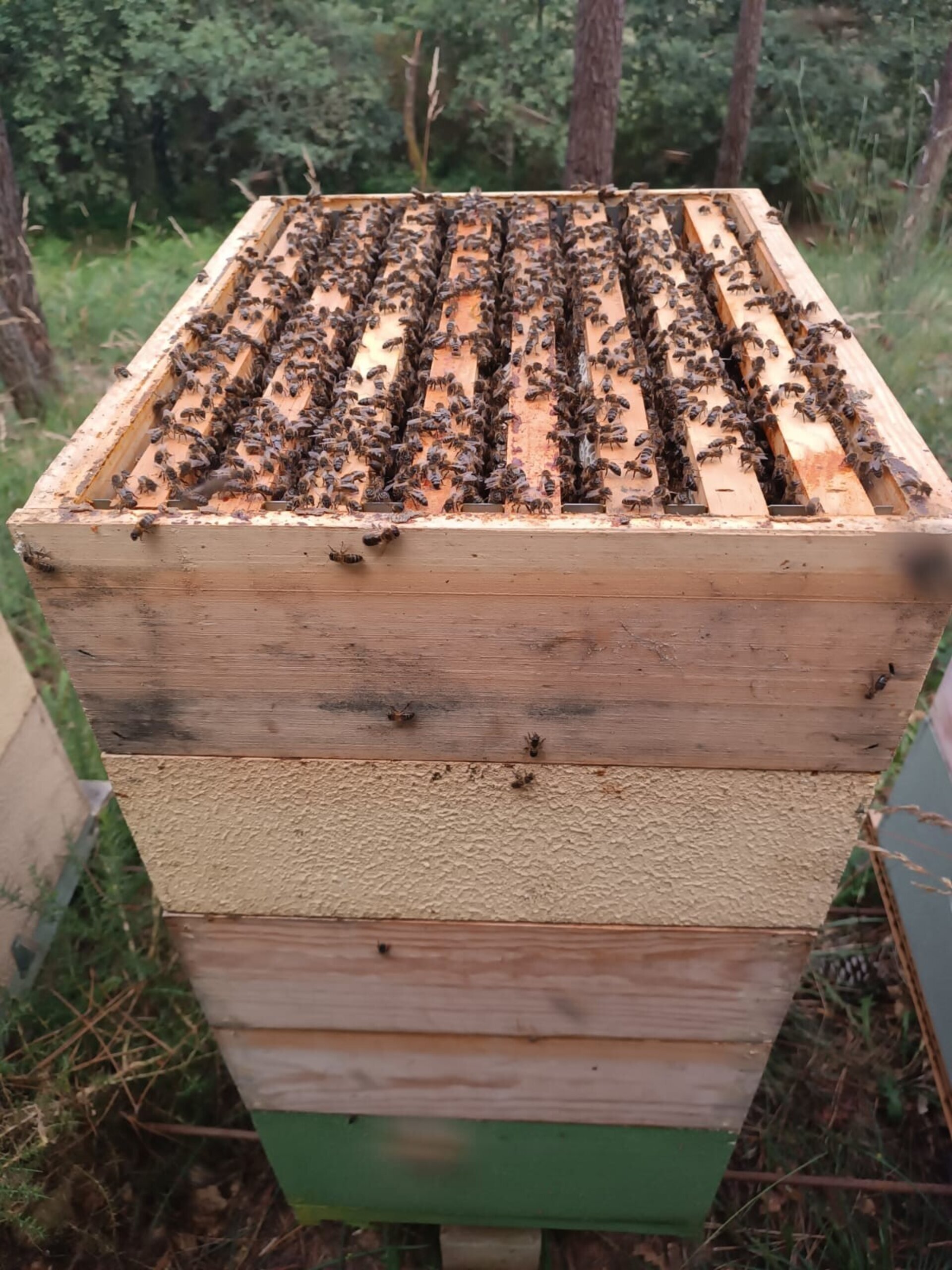 Colmenas de Abejas de Producción (Listas para Producir) - 4