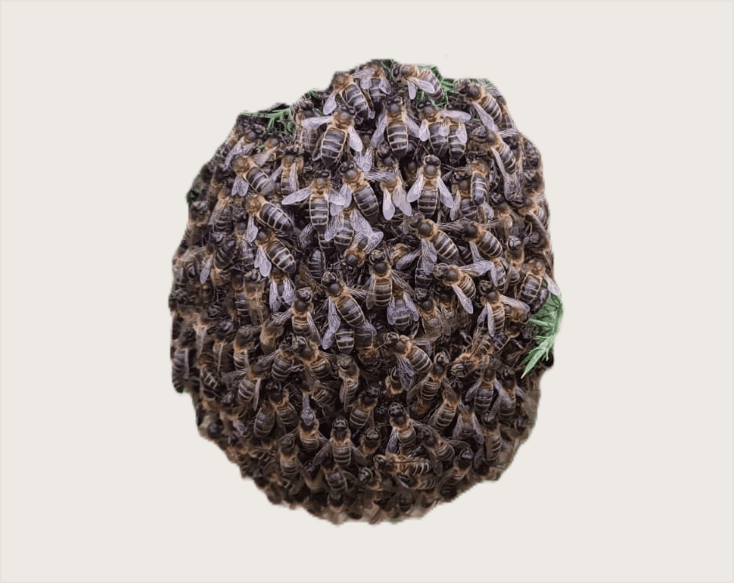 Enjambres de Abejas Productivos con Reina Fecundada - 4