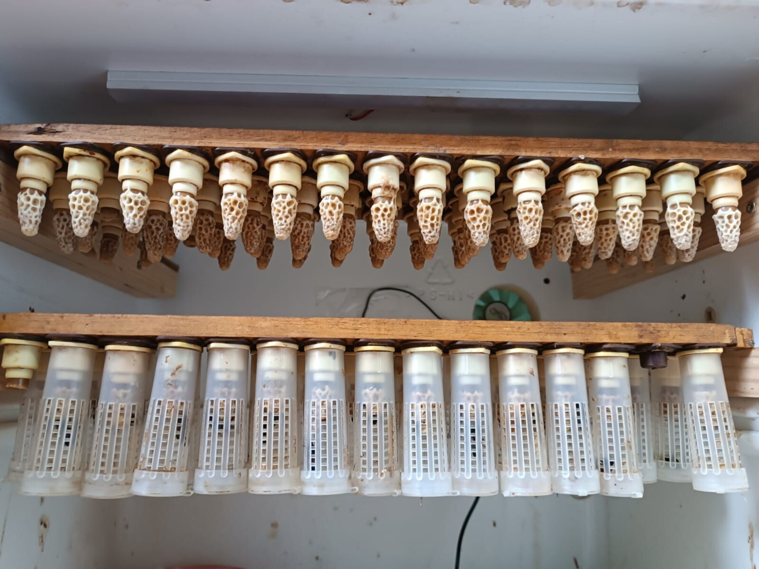 Abejas Reina Virgen de Alta Calidad Selección Apícola - 7