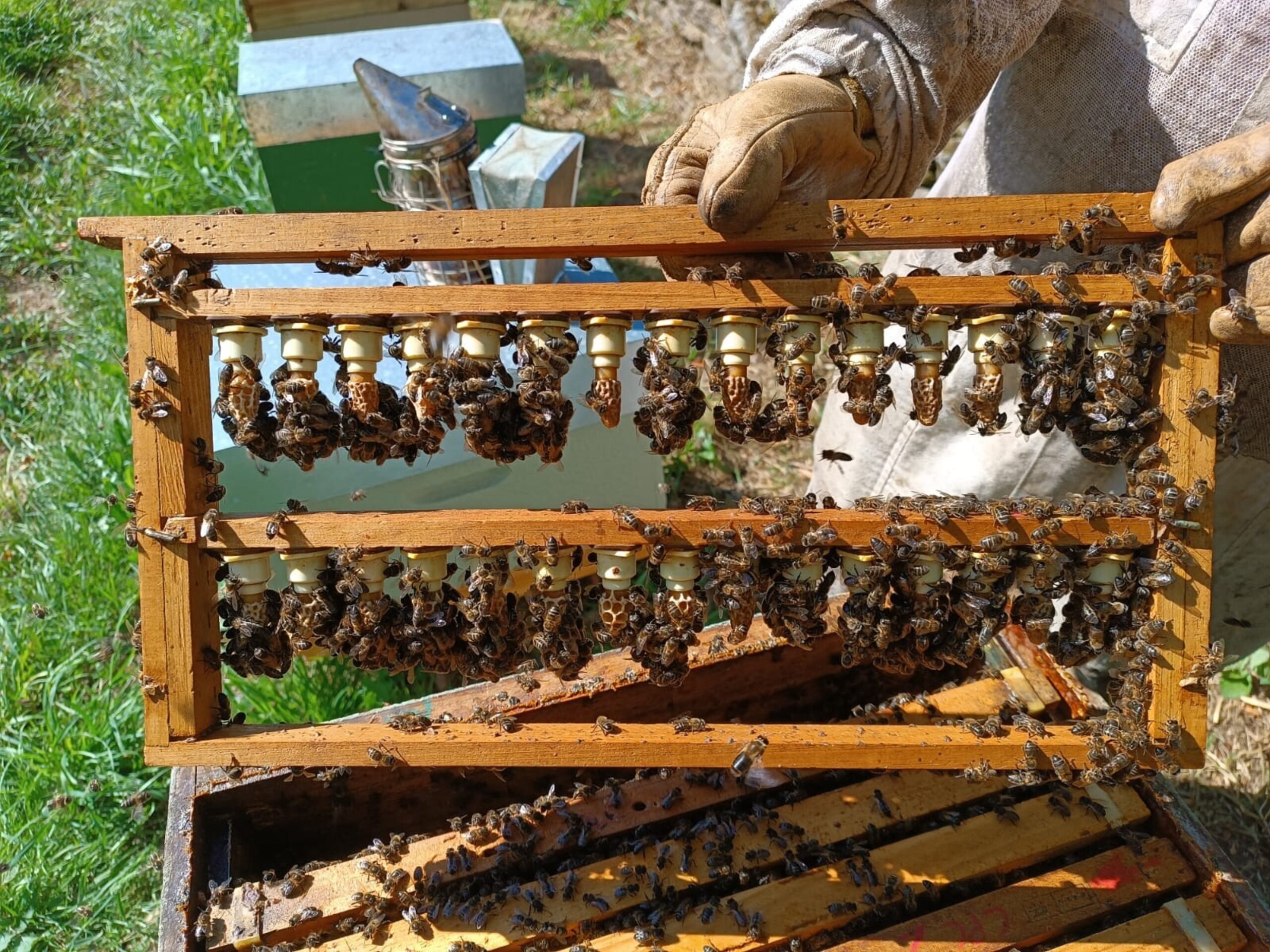Celdas Reales de Abeja Seleccionadas Cría de Reinas (Precio A Consultar). - 3