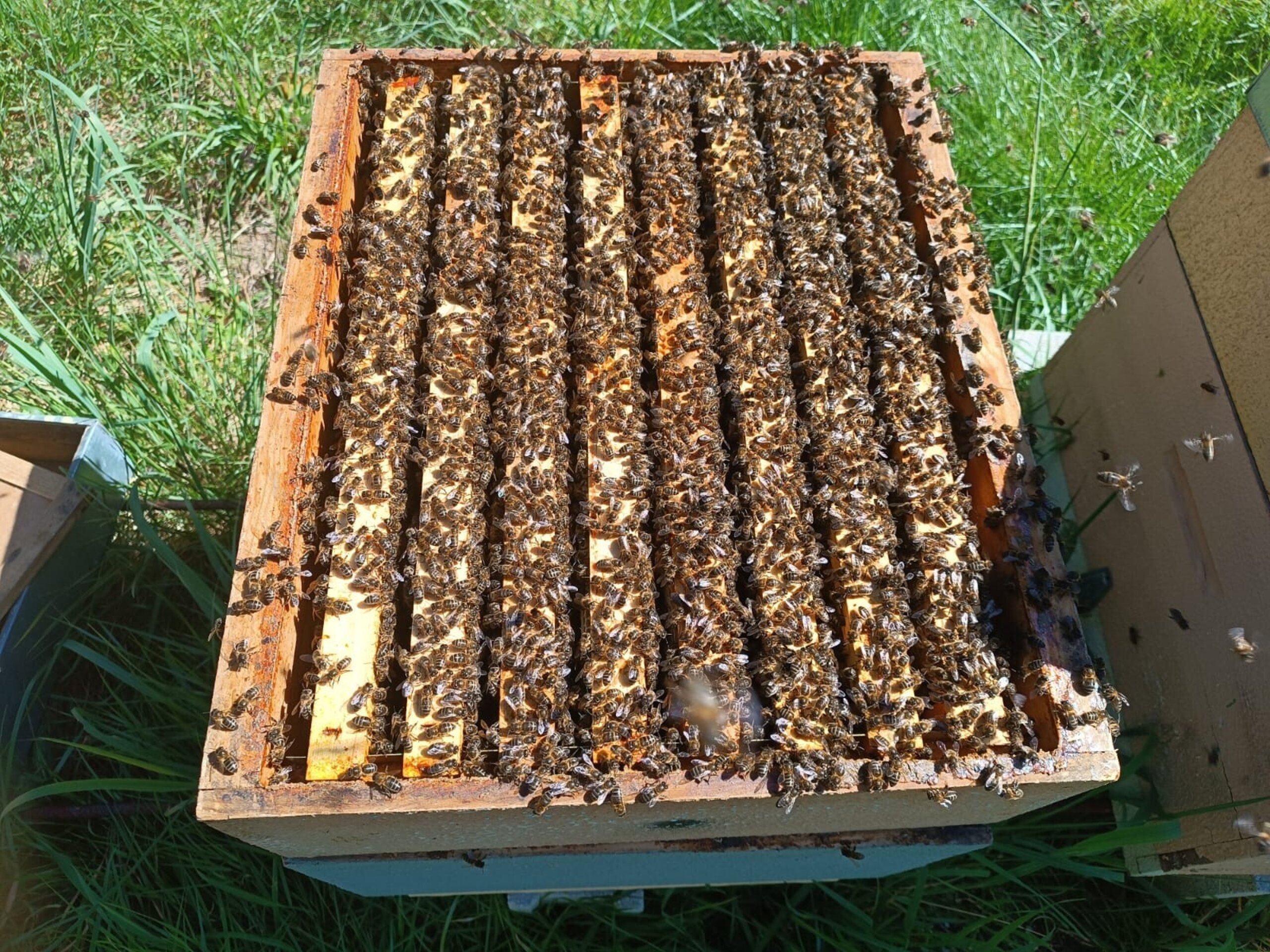 Colmenas de Abejas de Producción (Listas para Producir) - 5