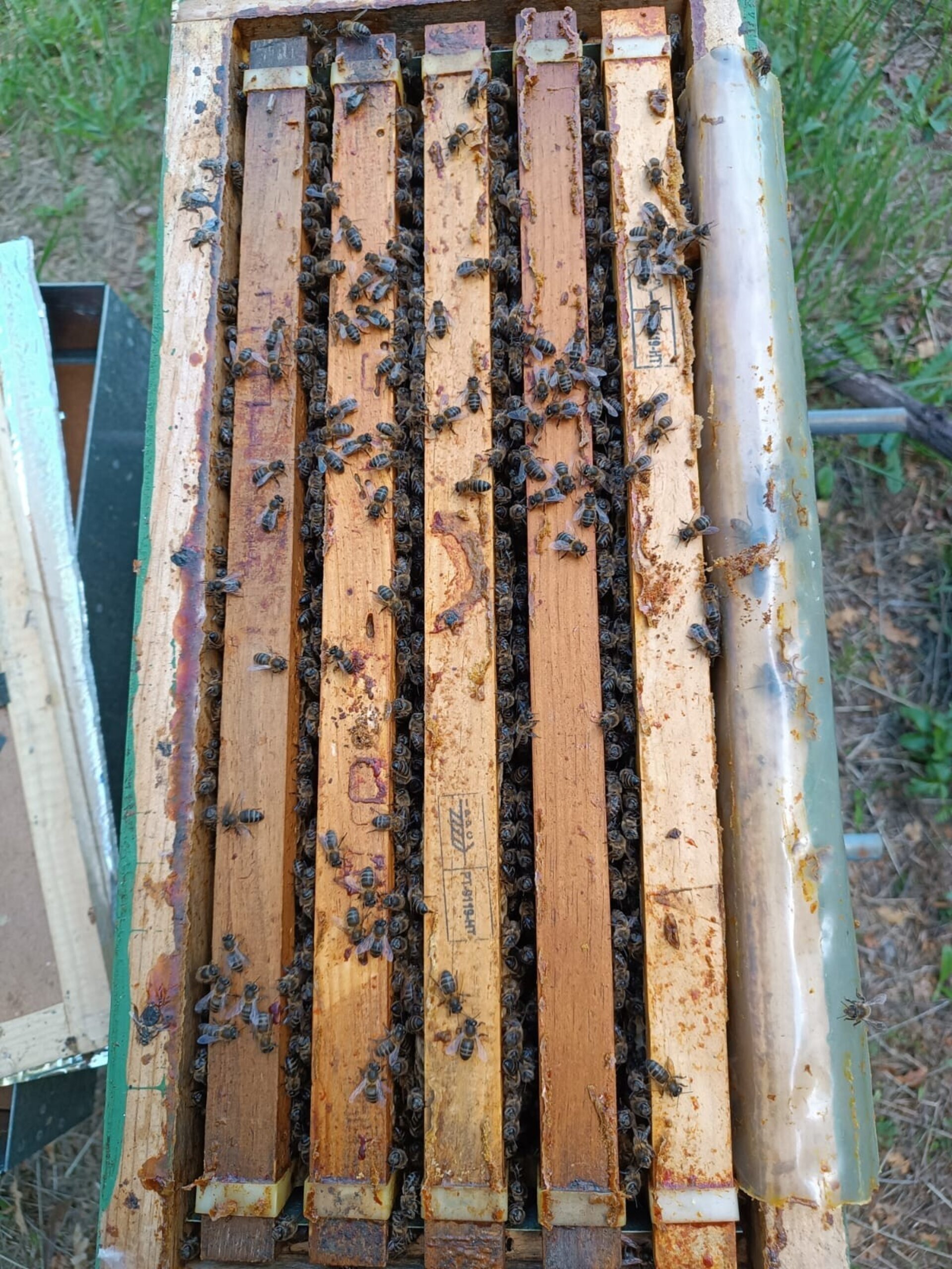 Núcleos de Abejas con Reina Fecundada Colonias Jóvenes - 5