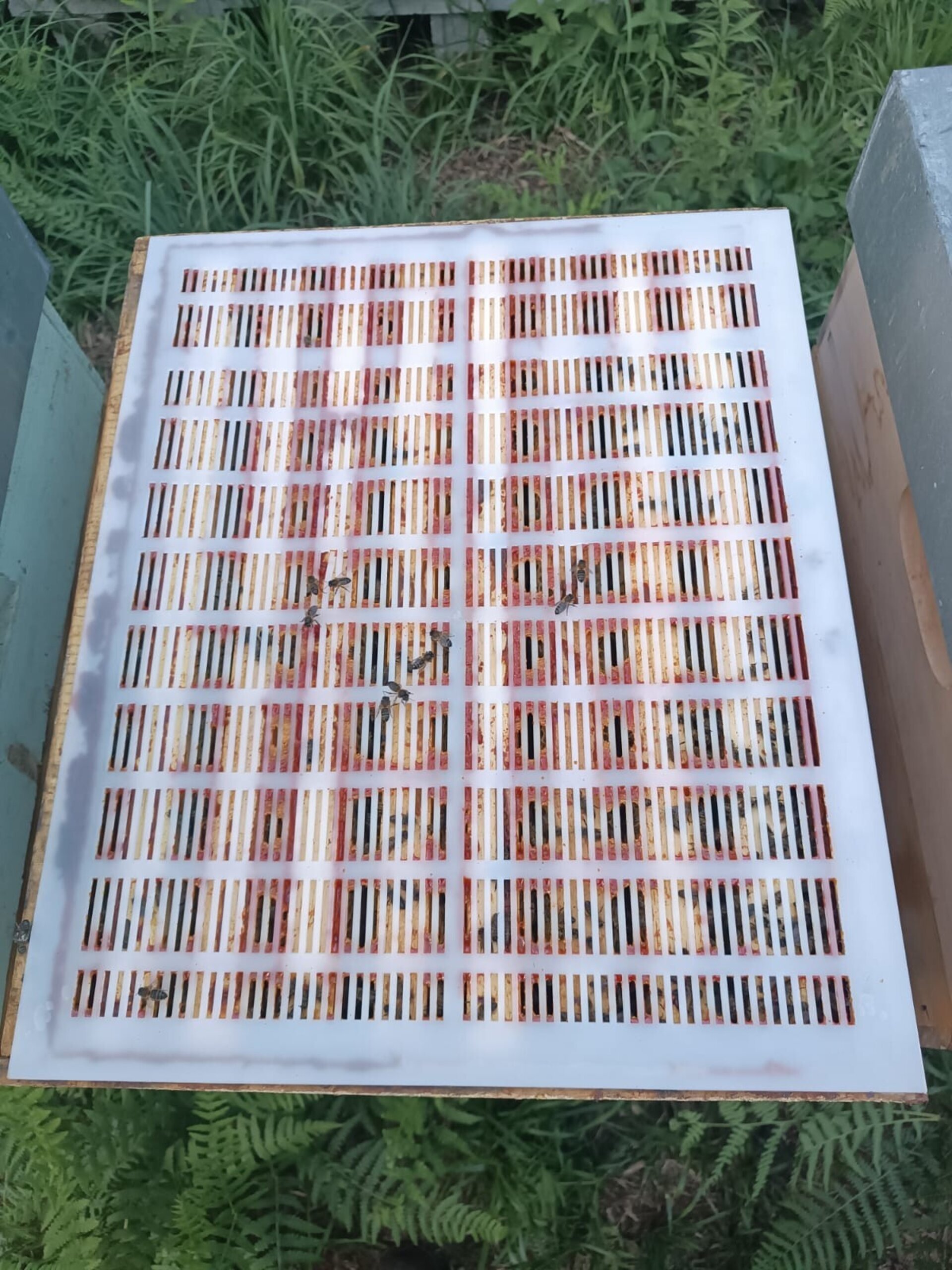 Propóleo Natural de Abeja Puro - 3