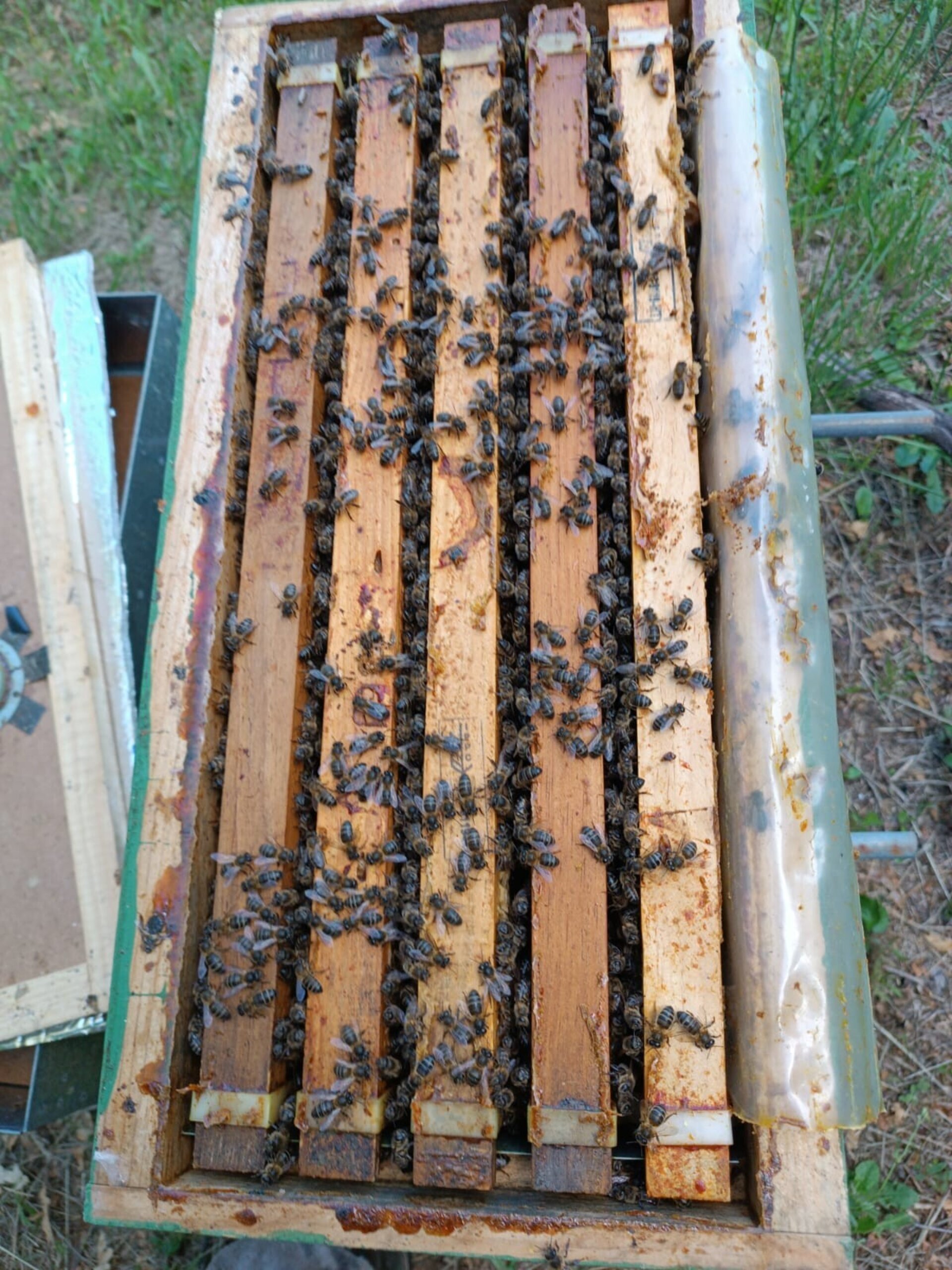 Núcleos de Abejas con Reina Fecundada Colonias Jóvenes - 4