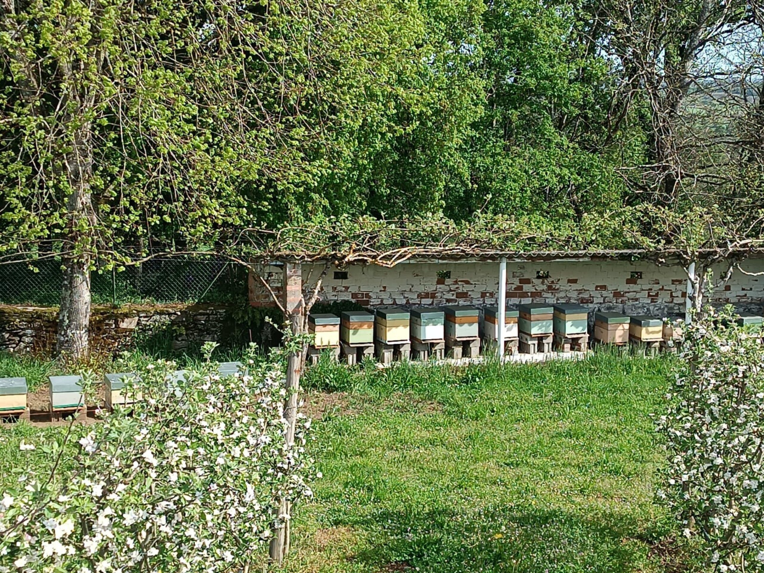 Servicios de Polinización con Abejas para Cultivos (Precio A Consultar) - 4