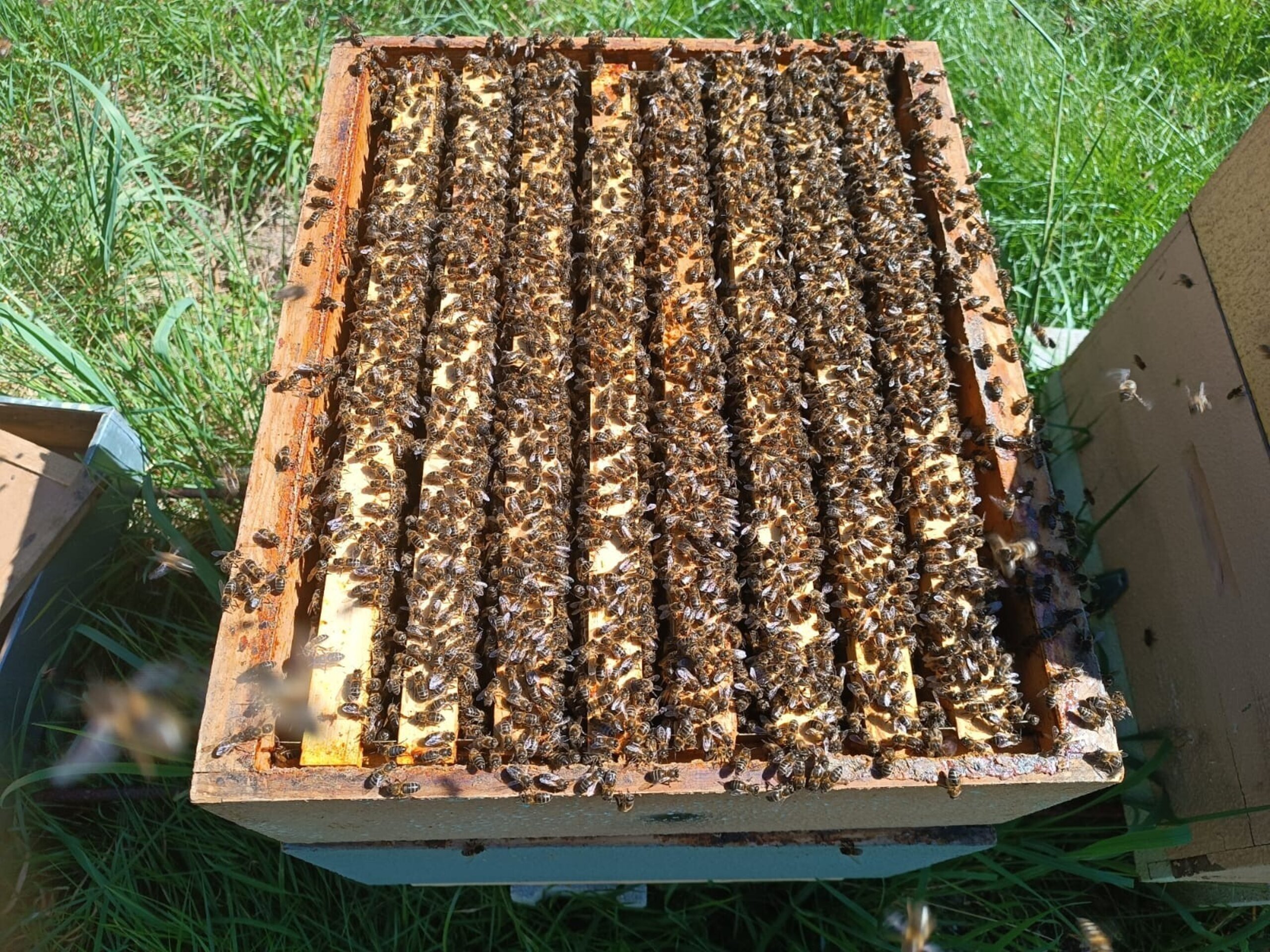 Colmenas de Abejas de Producción (Listas para Producir) - 3