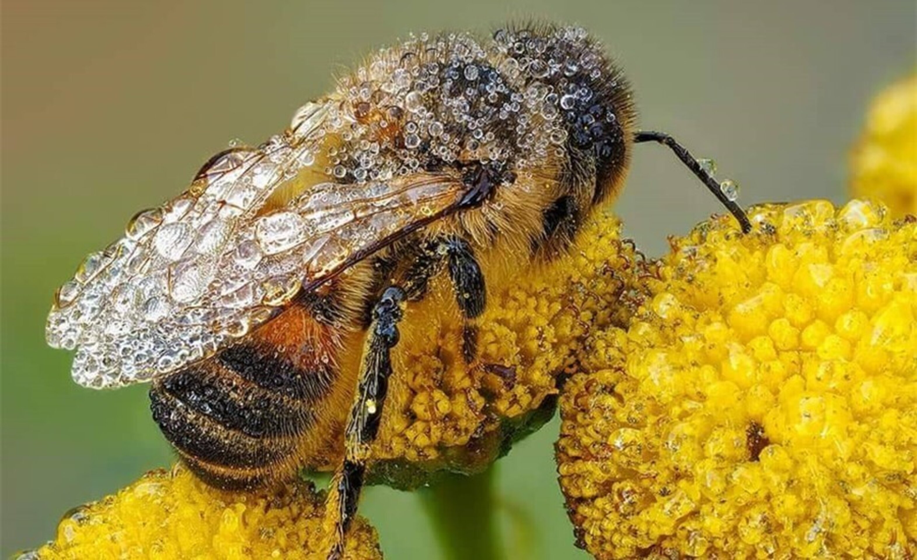 De Liñares Avispa Asiática (Velutina) - 3